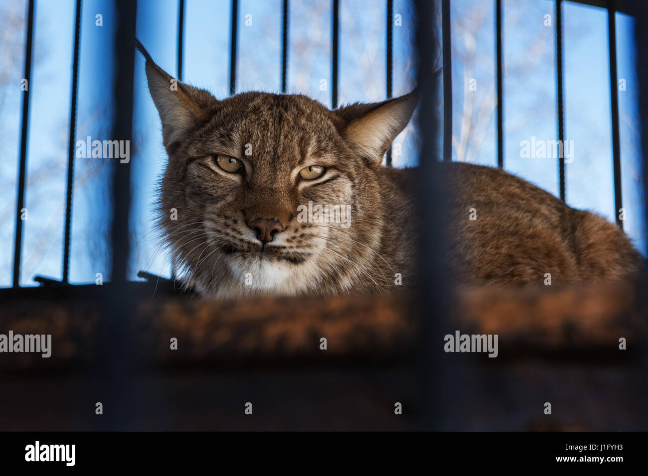 Portrait de la lynx Banque D'Images