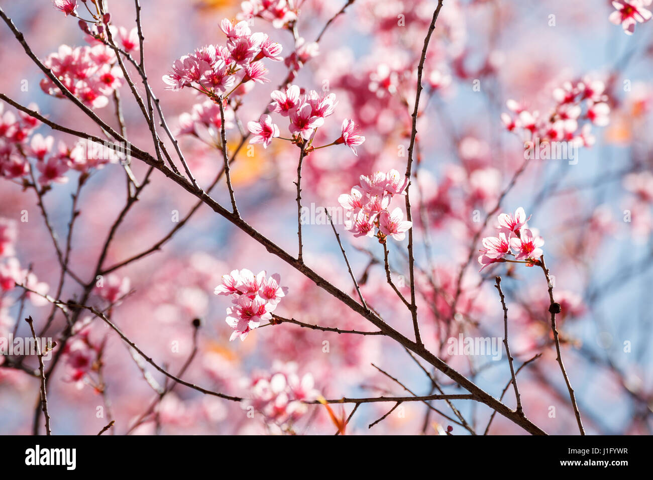 Cherry Blossom in Khun Wang Chiang Mai, Thaïlande. Banque D'Images