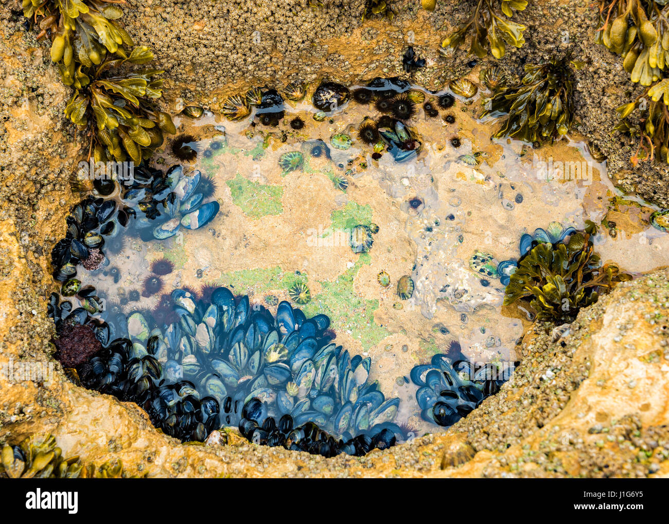 Moules Banque D'Images