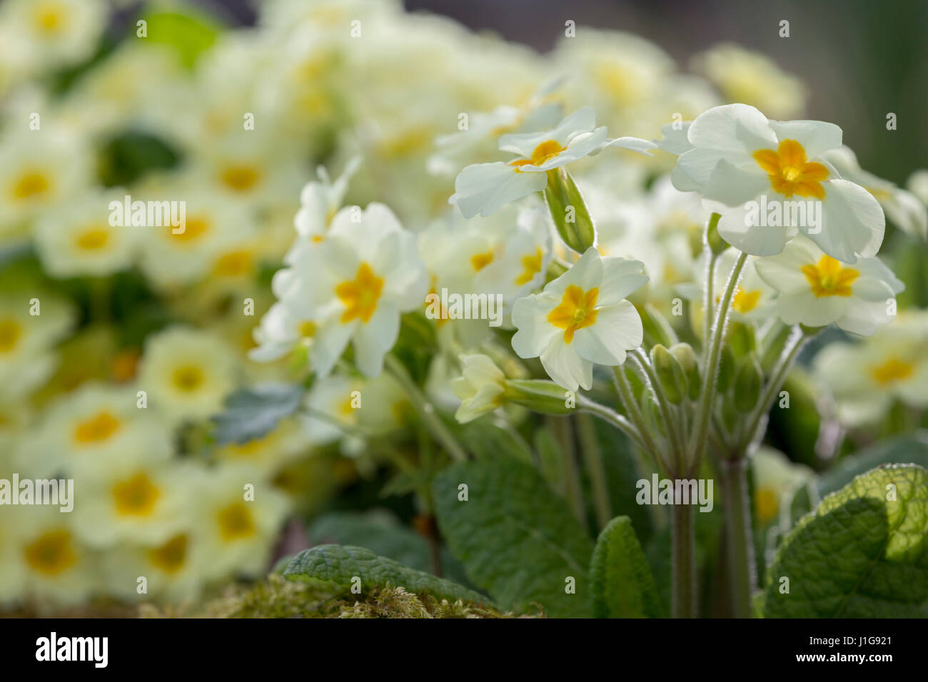 Yellow Primula vulgaris. Banque D'Images