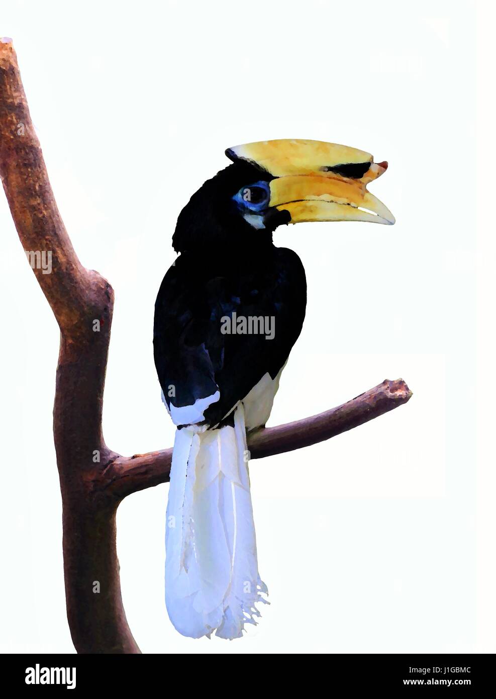 Hornbill sitting on tree branch over white Banque D'Images