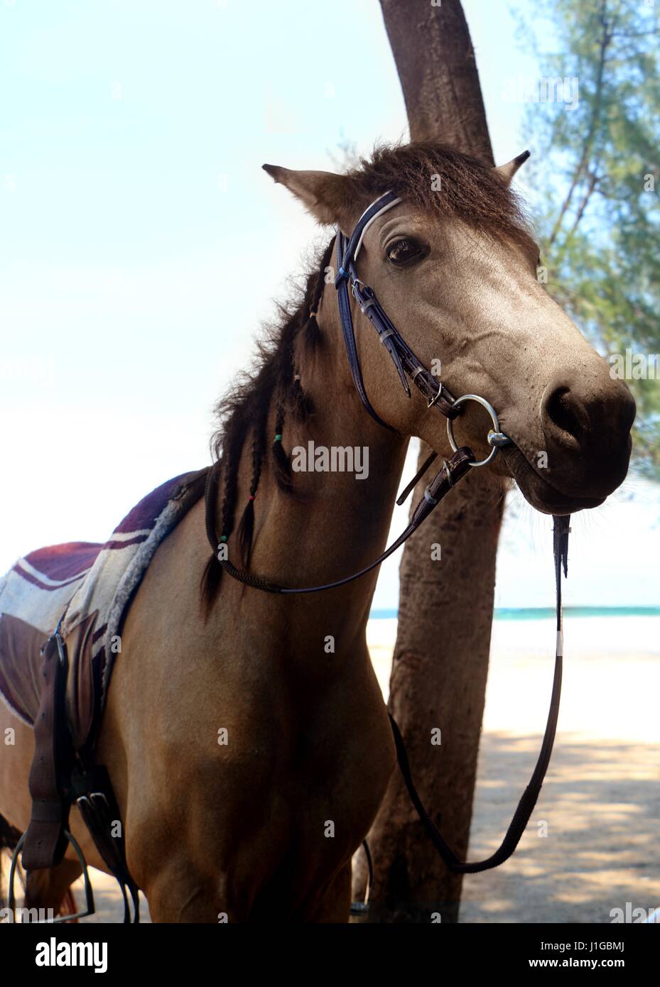 Horse près de la plage Banque D'Images