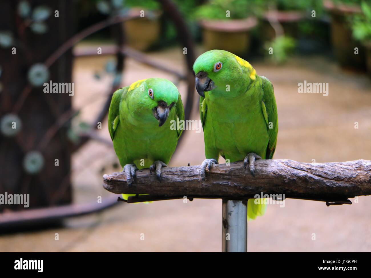 Nuque jaune Amazon Parrot assis sur bois Banque D'Images