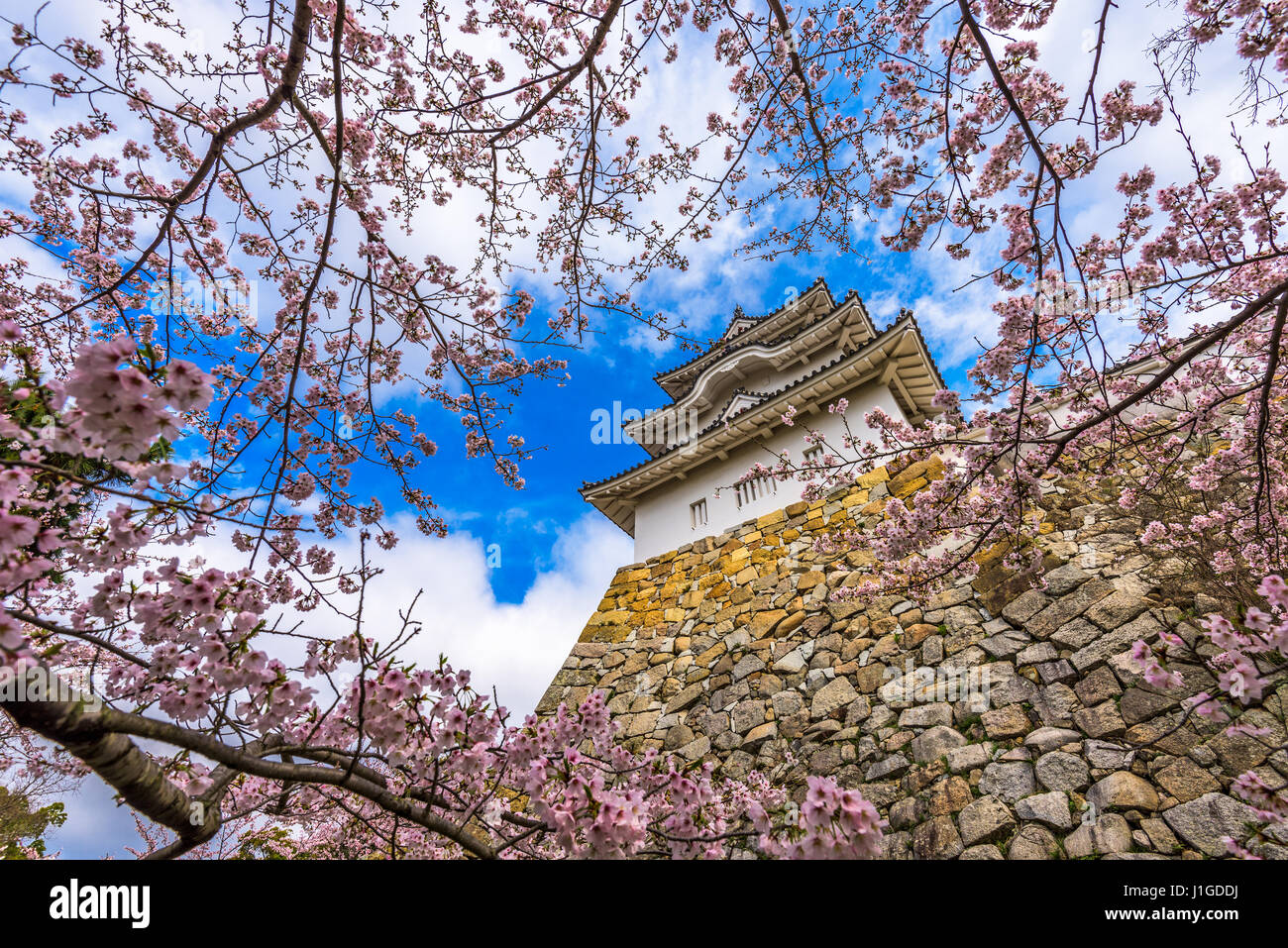 Akashi, le Japon au château d'Akashi au printemps. Banque D'Images