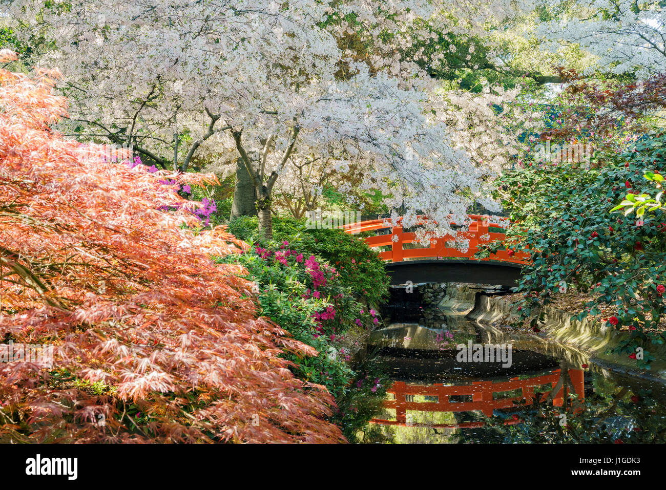 Belle fleur de cerisier au jardin japonais de Descanso Garden, Los Angeles, Californie Banque D'Images