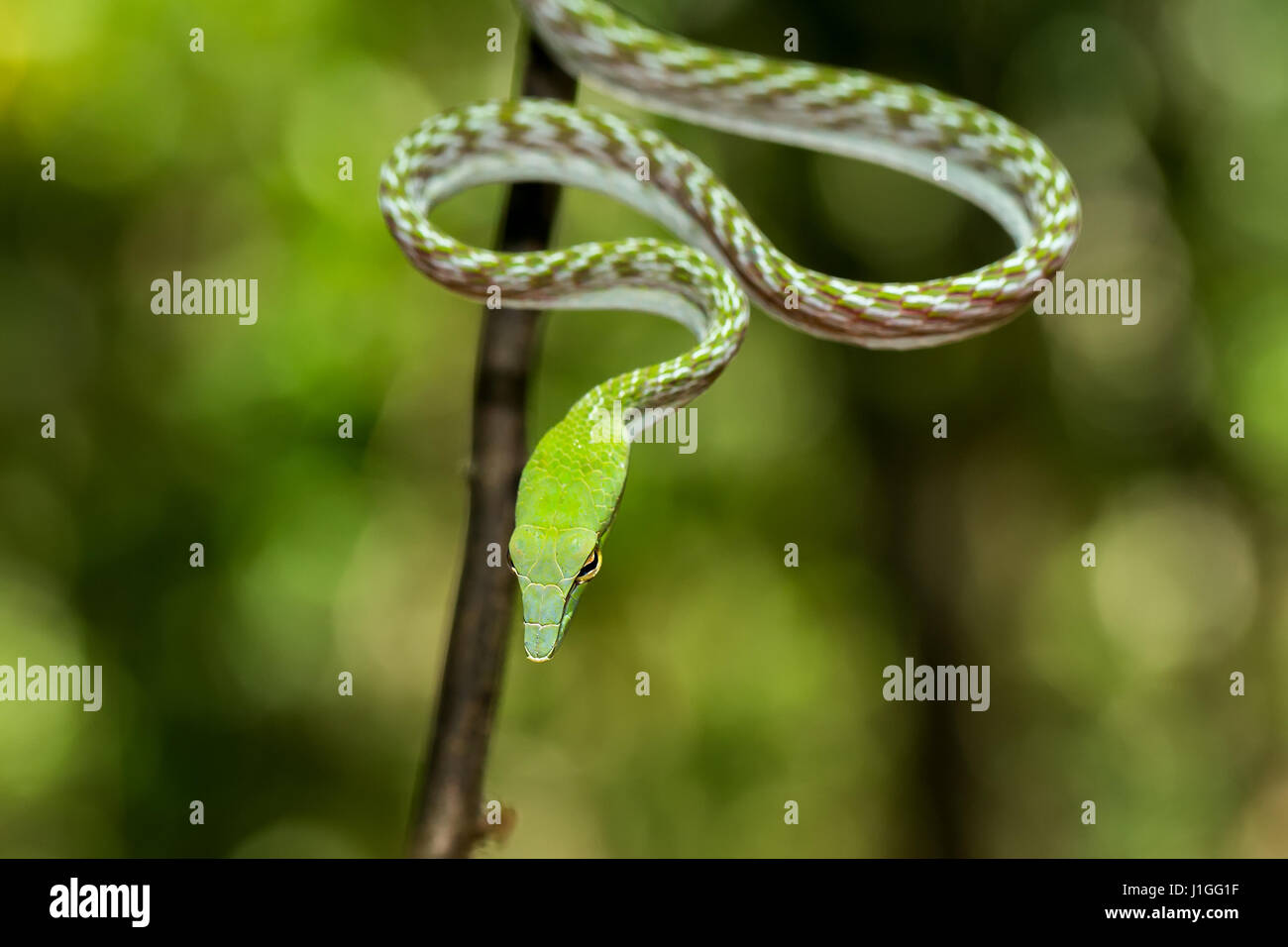 Whipsnake Oriental, asiatique Vine green Snake (Ahaetulla prasina) Tangkoko dans la réserve naturelle de la faune du nord de Sulawesi, Indonésie Banque D'Images