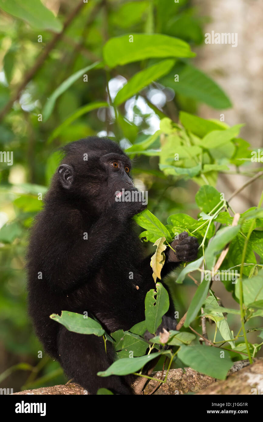 Les Jeunes De Bebe Singe Macaque A Crete Celebes Endemique Connue Sous Le Nom De Singe Noir Sur L Arbre Dans La Foret Tropicale Dans La Reserve Naturelle De Tangkoko Au Nord De