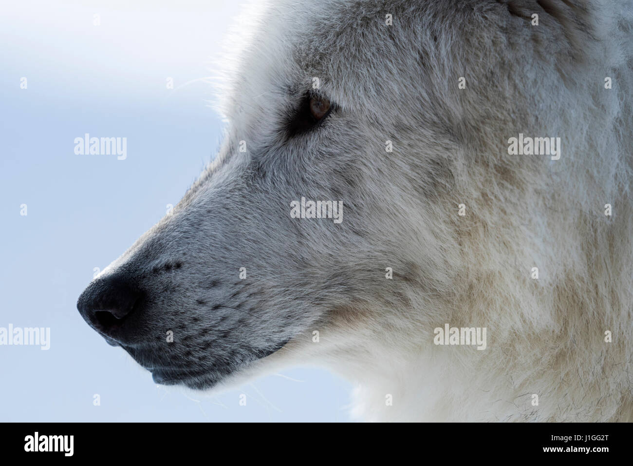 / Grauwolf de loup gris (Canis lupus) en hiver, gros plan, très gros plan, les yeux d'un loup, région de Yellowstone, Montana, USA. Banque D'Images