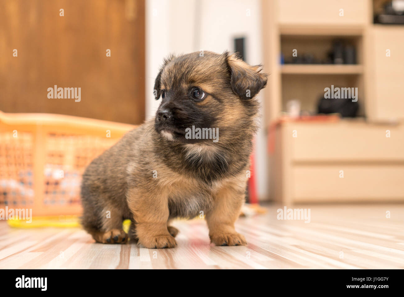 Chiot mignon sur le plancher, l'âge de 2 mois Banque D'Images