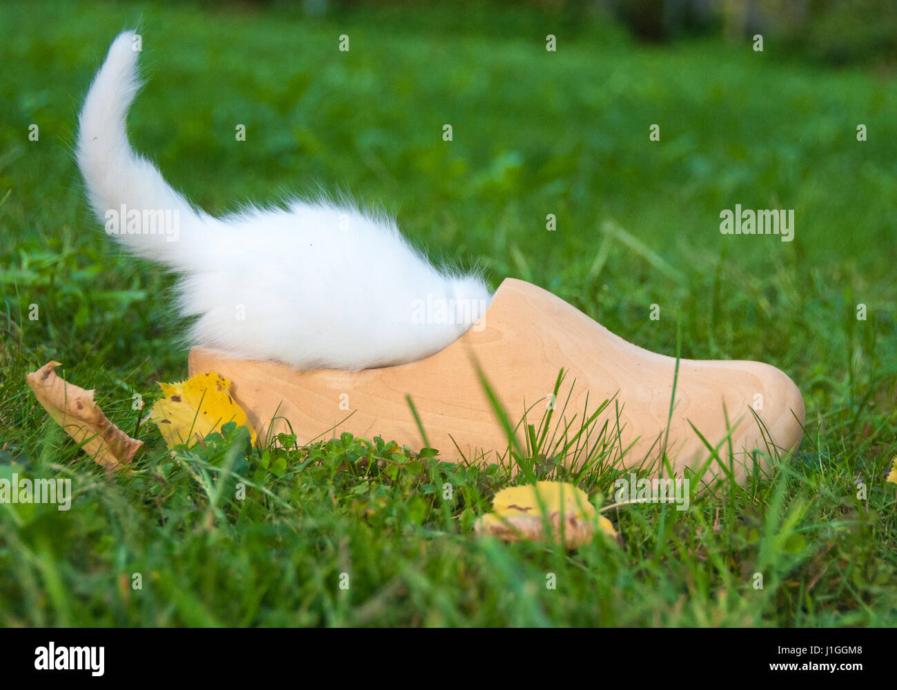 Petit chat blanc dans un caisson en bois Banque D'Images