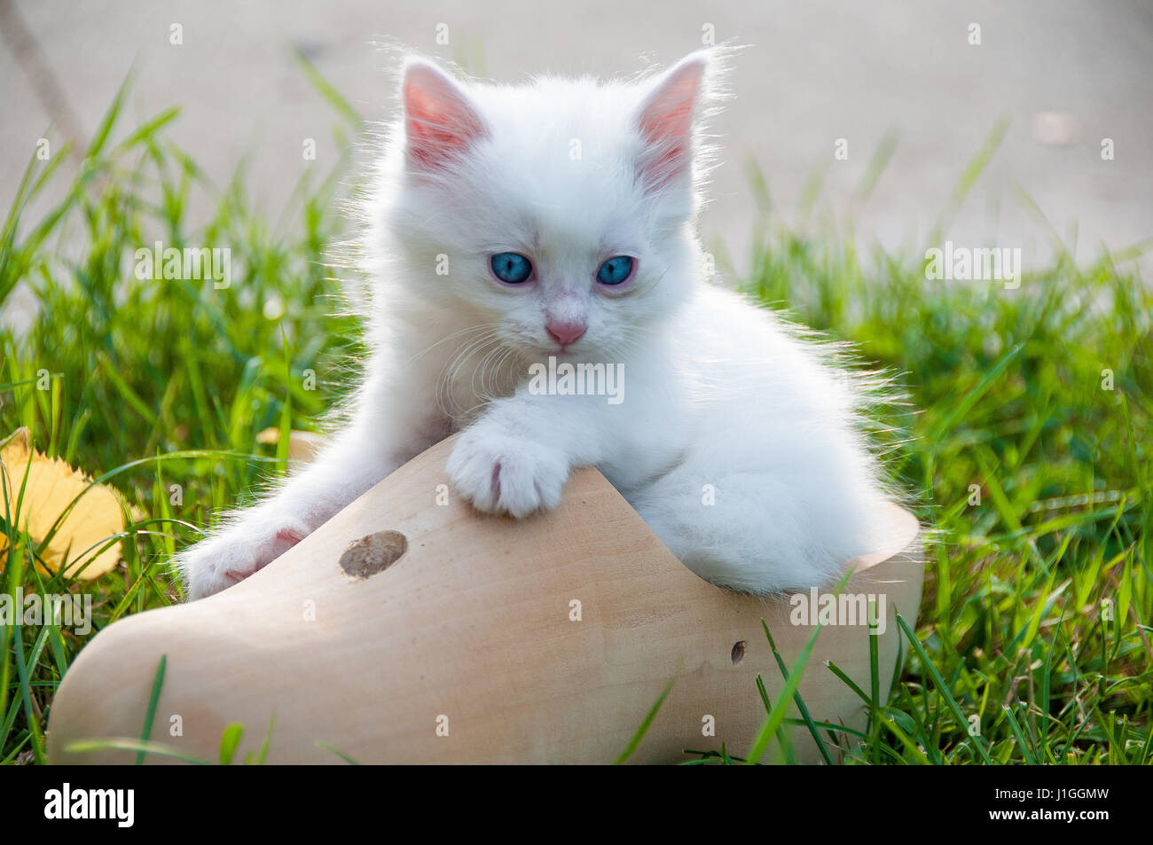 Petit Chat Blanc Dans Un Caisson En Bois Photo Stock Alamy