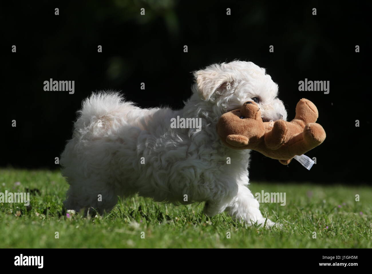 Un chiot joue à la bolognaise. Une race de chien d'Italie. Banque D'Images