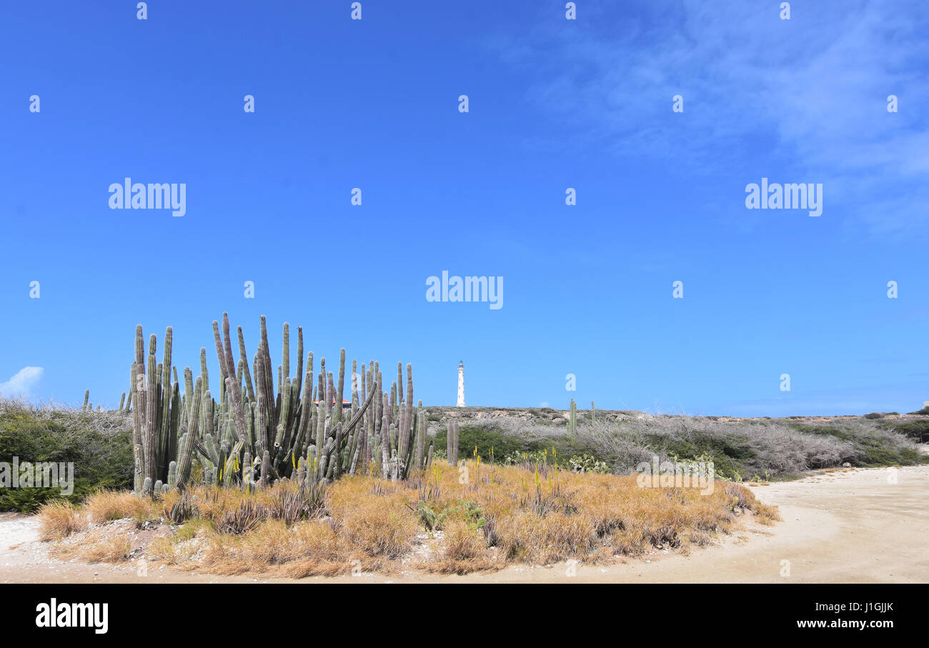 Grand groupe de cactus dans Noord Aruba sur la côte nord d'Aruba. Banque D'Images