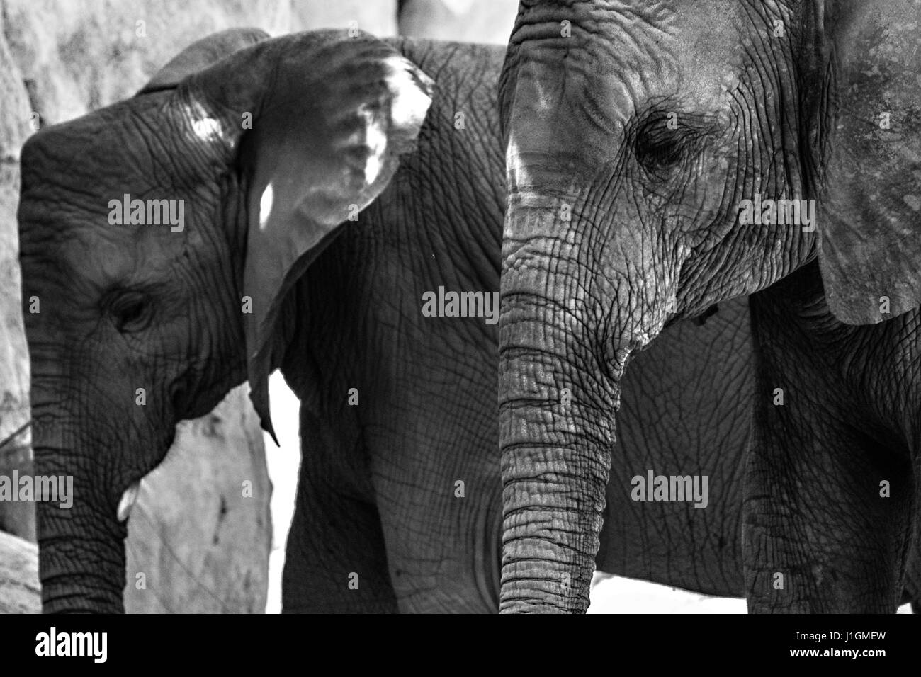 Portrait de deux beaux éléphants Banque D'Images