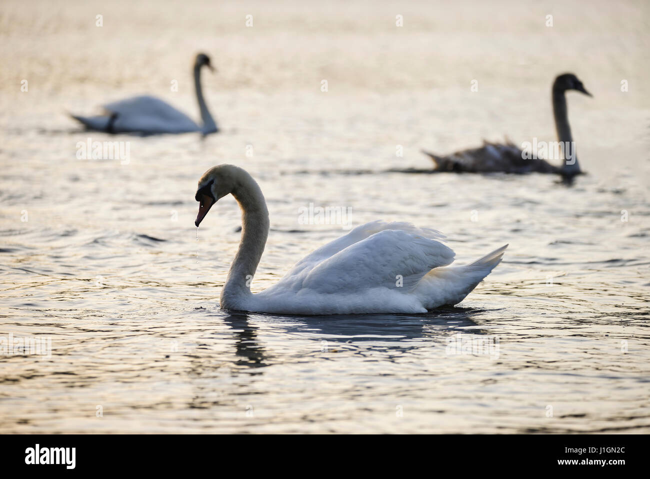 Belle brochette de Cygnes tuberculés au printemps lever du soleil du soleil sur le lac Banque D'Images