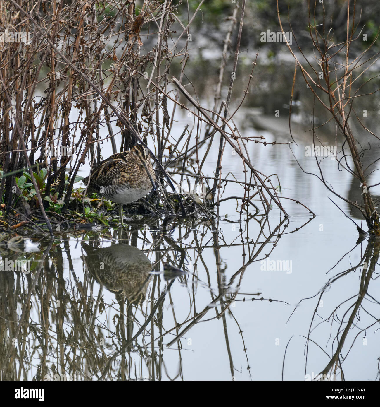 Oiseaux bécassine se cacher dans l'herbe sur camouflé lake Gallinago Galinago au printemps Banque D'Images