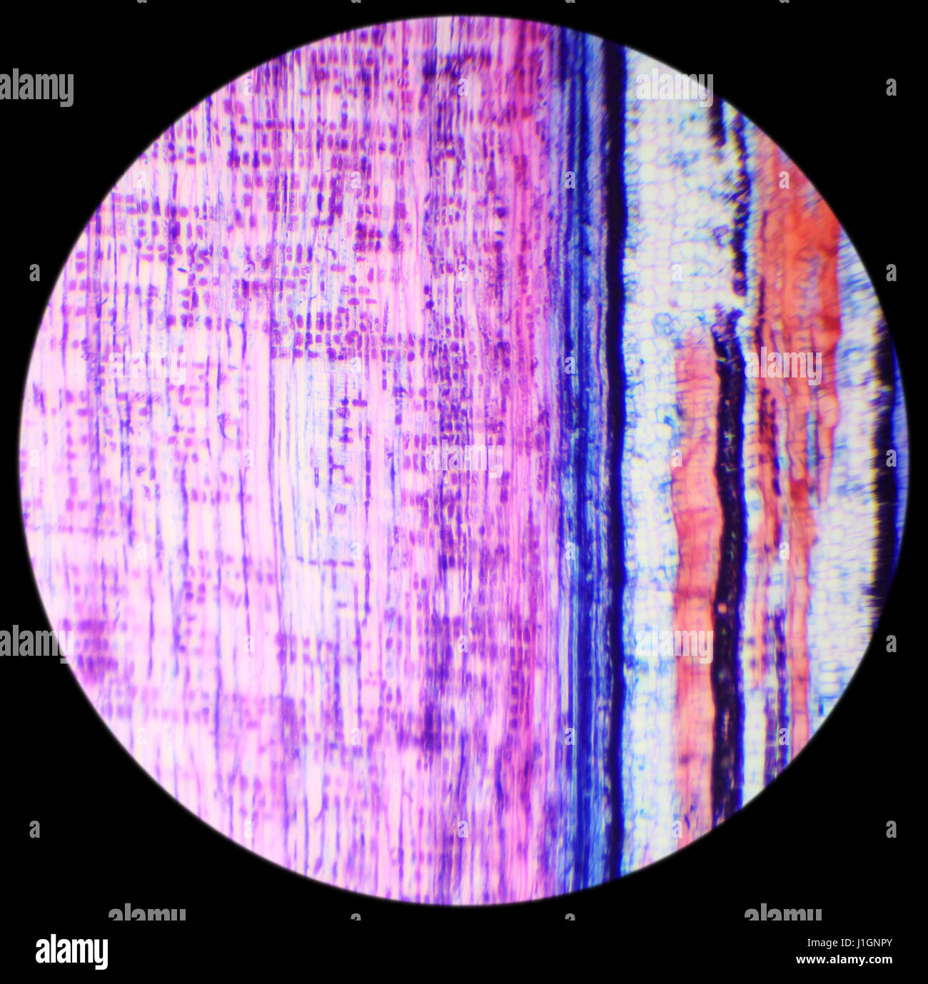Section longitudinale de la tige des plantes ligneuses sous le microscope (tige de tilleul L.S.) Banque D'Images