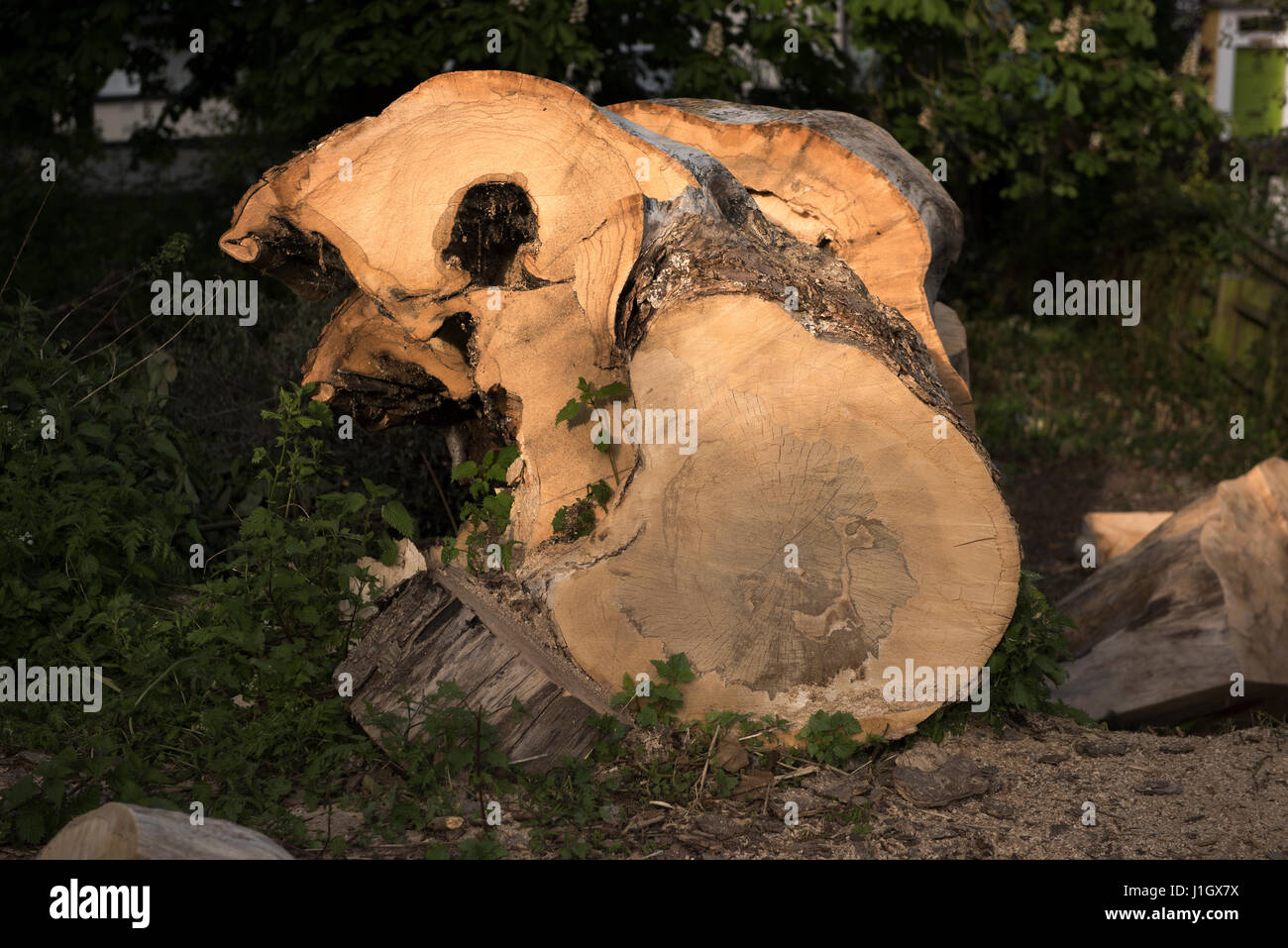 Thaxted, Essex, Angleterre. Tronc d'arbre coupé. Avril 2017 Banque D'Images