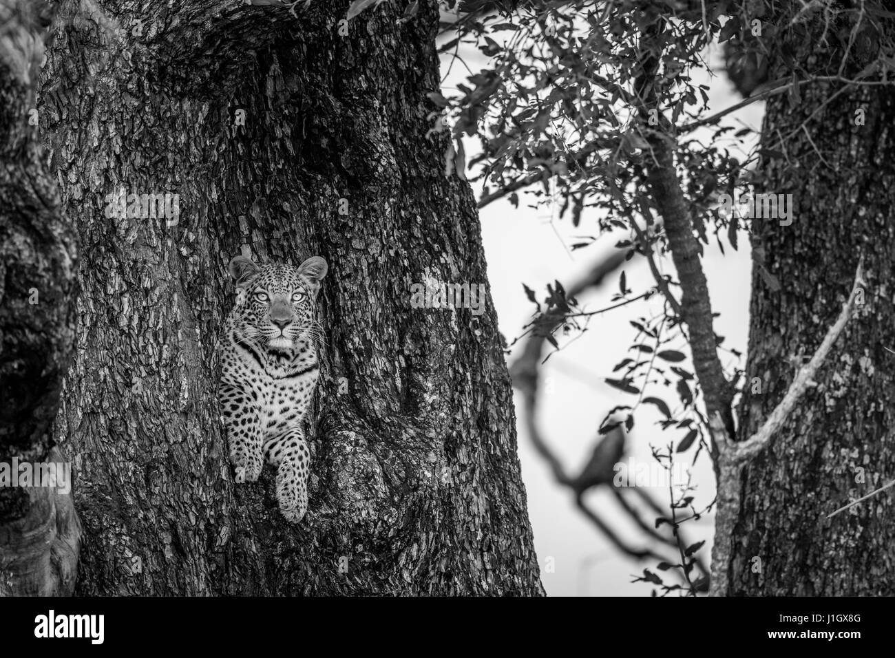 Leopard dans un arbre en noir et blanc dans le delta de l'Okavango, au Botswana. Banque D'Images