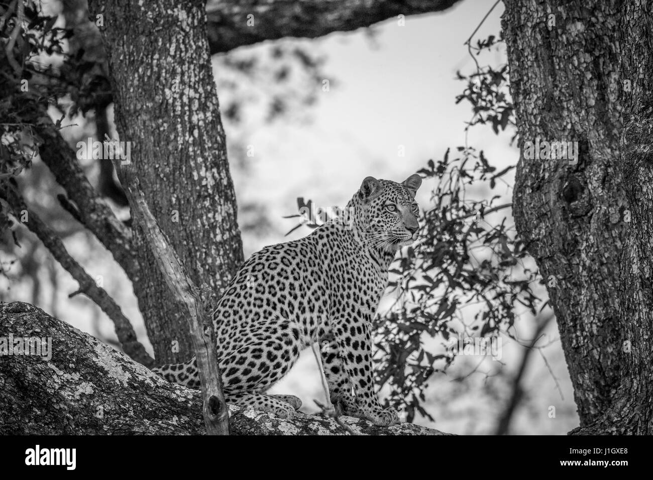 Leopard assis dans un arbre en noir et blanc dans le delta de l'Okavango, au Botswana. Banque D'Images