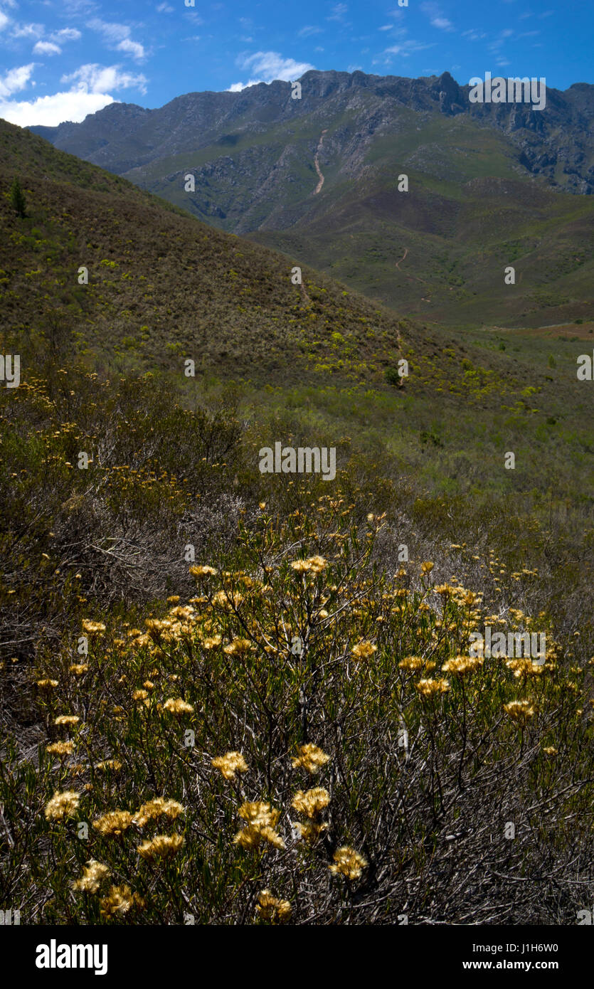 Hills et du paysage autour de Robinson , Western Cape, Afrique du Sud Banque D'Images