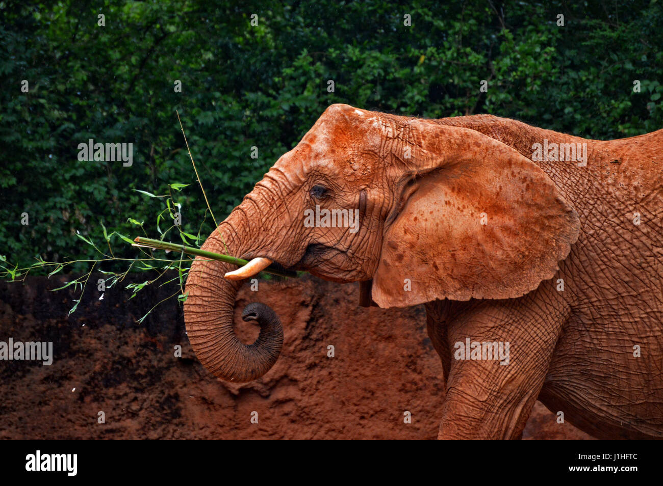 Éléphant Banque D'Images