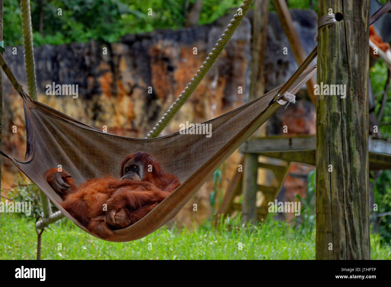 Orang-outan Banque D'Images