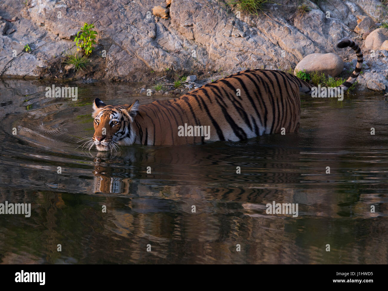 Tigre du Bengale Royal piscine à Corbett Banque D'Images