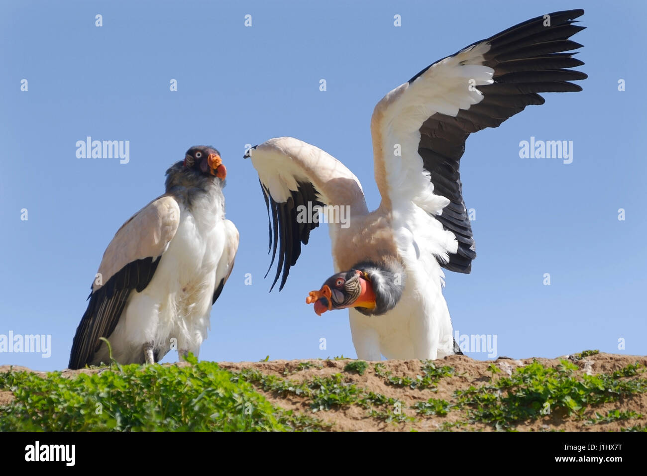 Deux vautours (Sarcoramphus papa) ailes écartées en falaise sur fond de ciel bleu Banque D'Images