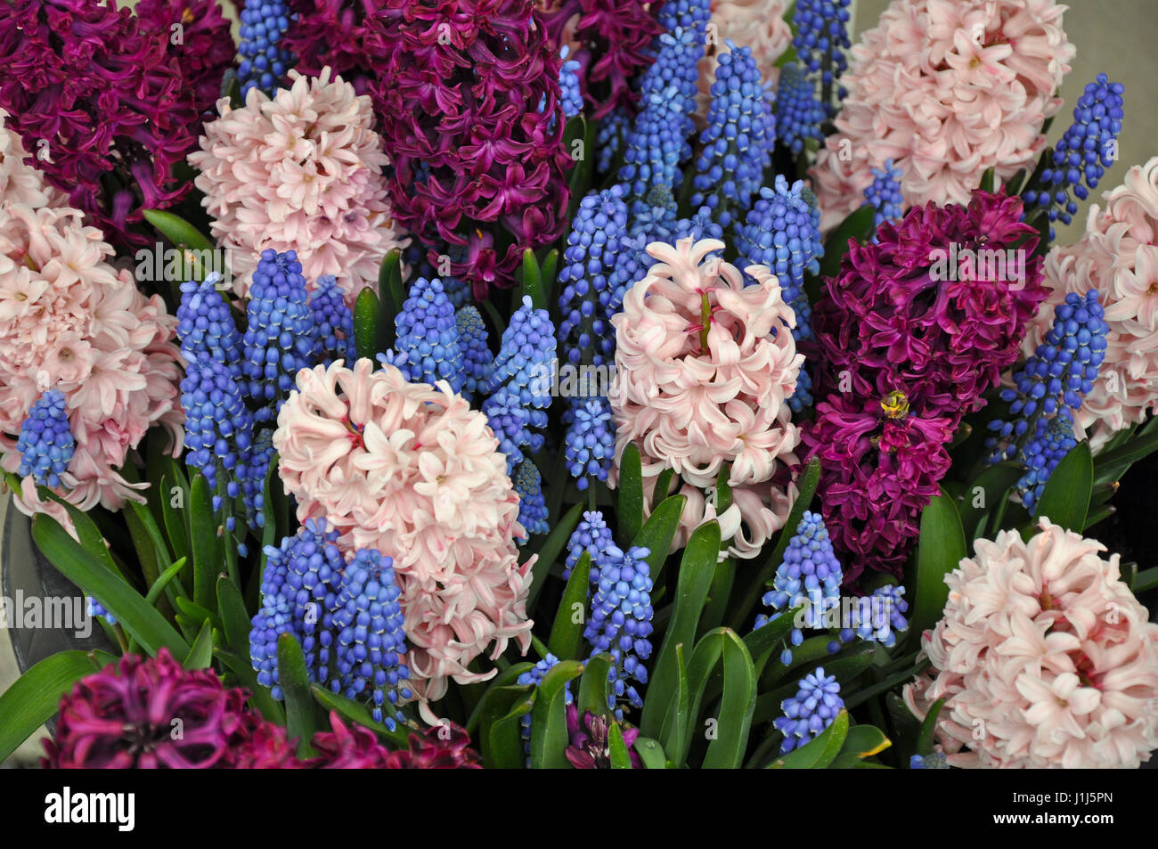 Belle fleur jacinthe rose et pourpre jardin Banque D'Images