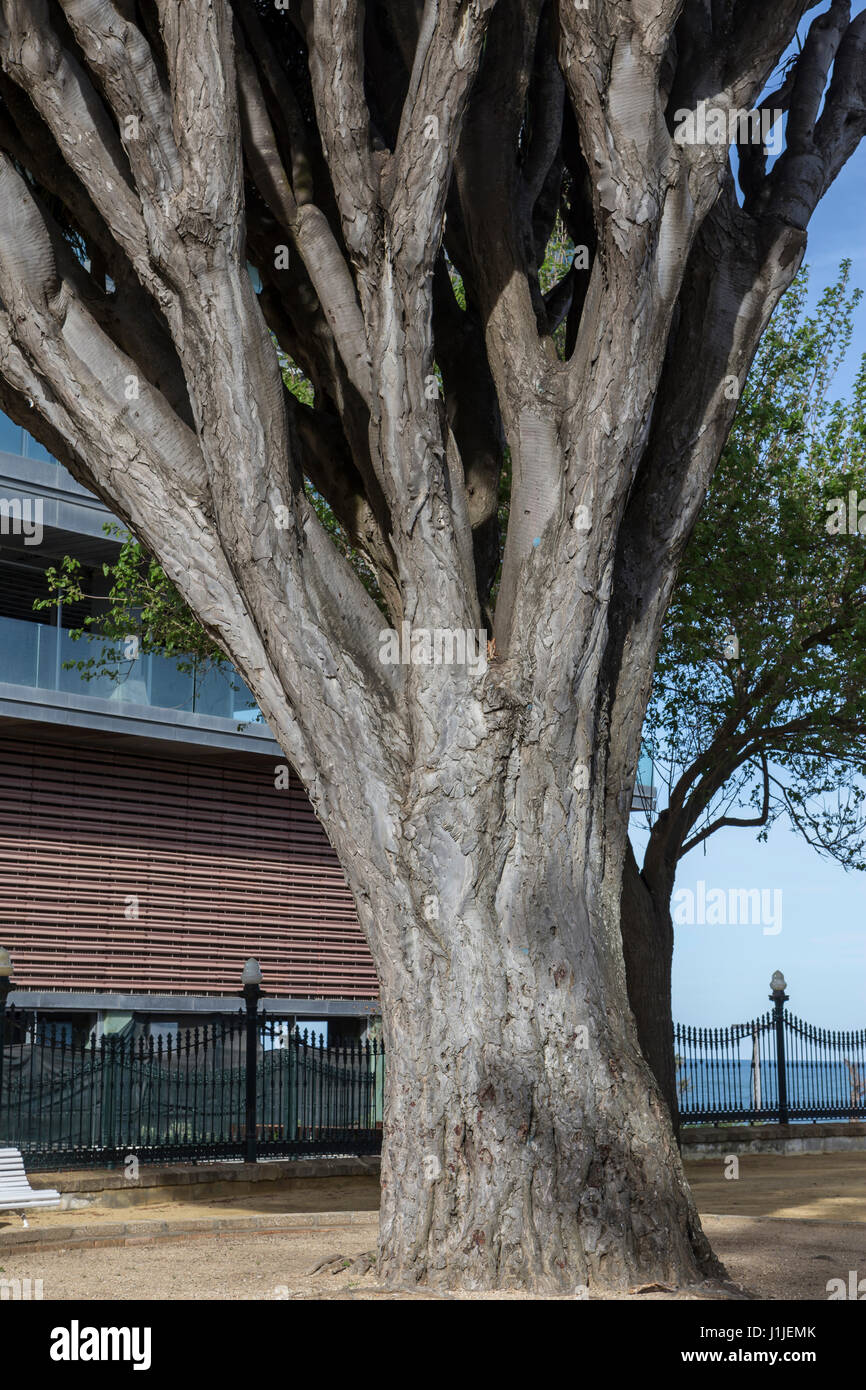 Vieil arbre de la variété de Dracaena draco Genoves Park à Cadix, Andalousie, Espagne Banque D'Images