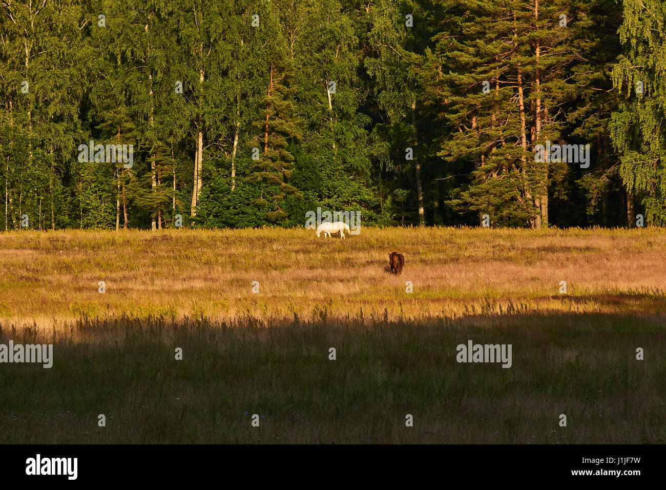 Deux chevaux. À la fin de la journée, deux chevaux près de la forêt : blanc et brun. Une ombre tombe sur le pré. L'été, 2015, Russie, région de Pskov Banque D'Images