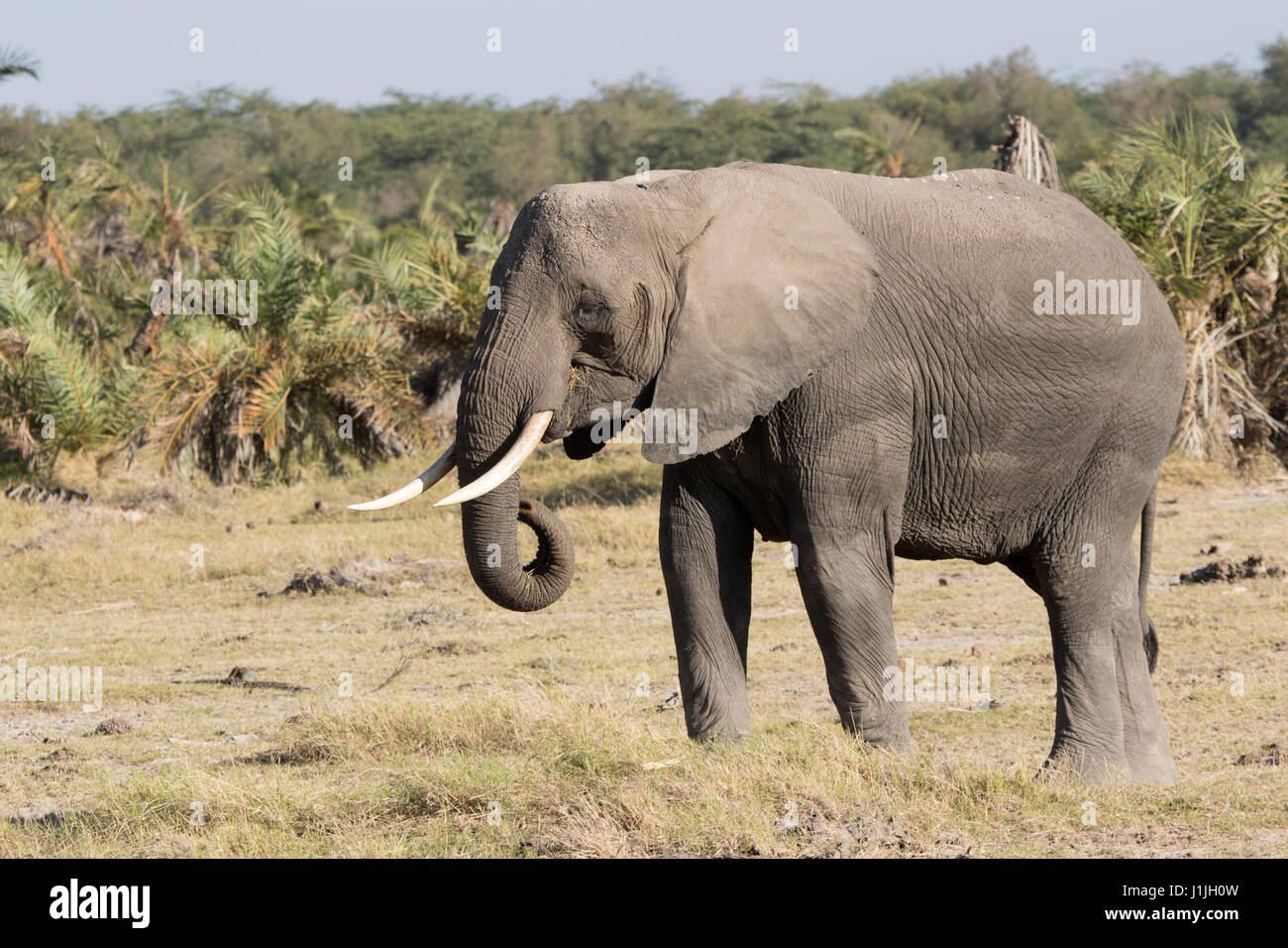 Un éléphant mange de l'herbe dans la savane à côté d'une petite forêt Banque D'Images
