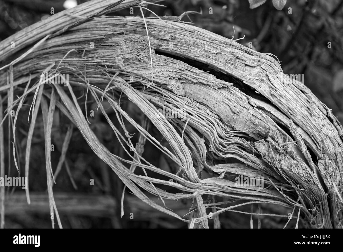 Un monochrome close up d'un arbre qui est tombé dans le vent Banque D'Images