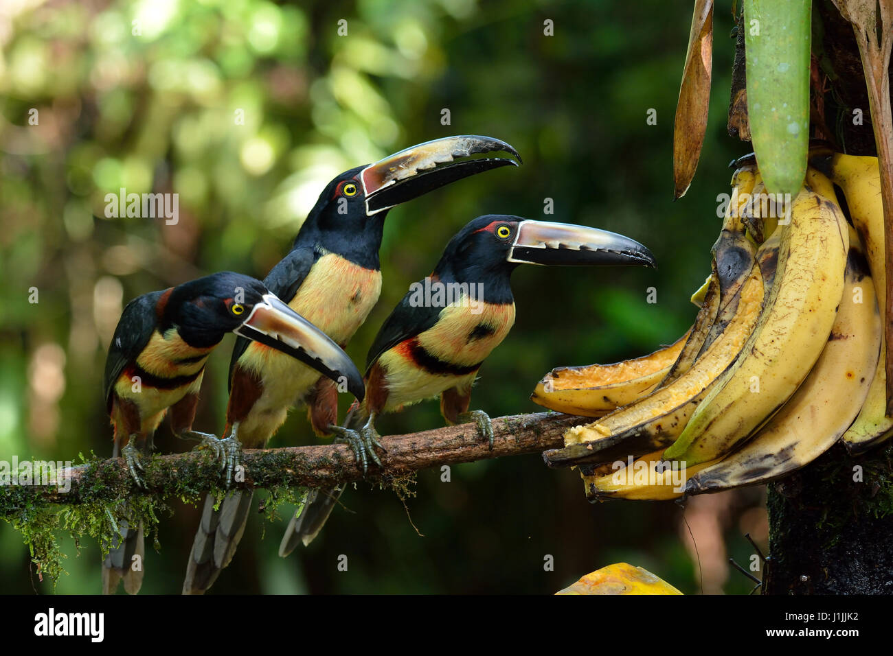 Aracari à collier dans la forêt tropicale Banque D'Images
