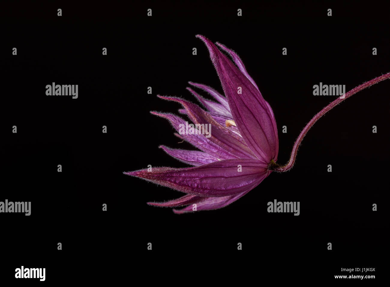 Macro de Clematis Koreana fond noir Banque D'Images