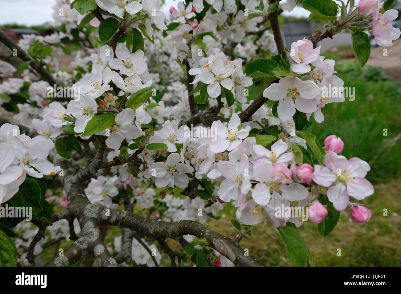 Sussex, UK Apple Blossom blanc teinté de rose sur tree in Spring Banque D'Images