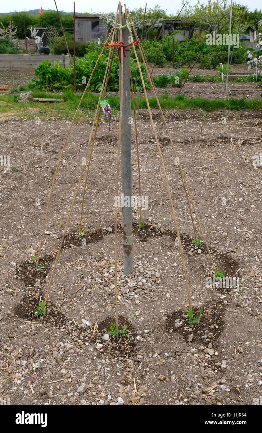 Sussex, UK. Sweetpeas fraîchement plantés autour d'un bâton de bambou sur un allotissement wigwam Banque D'Images