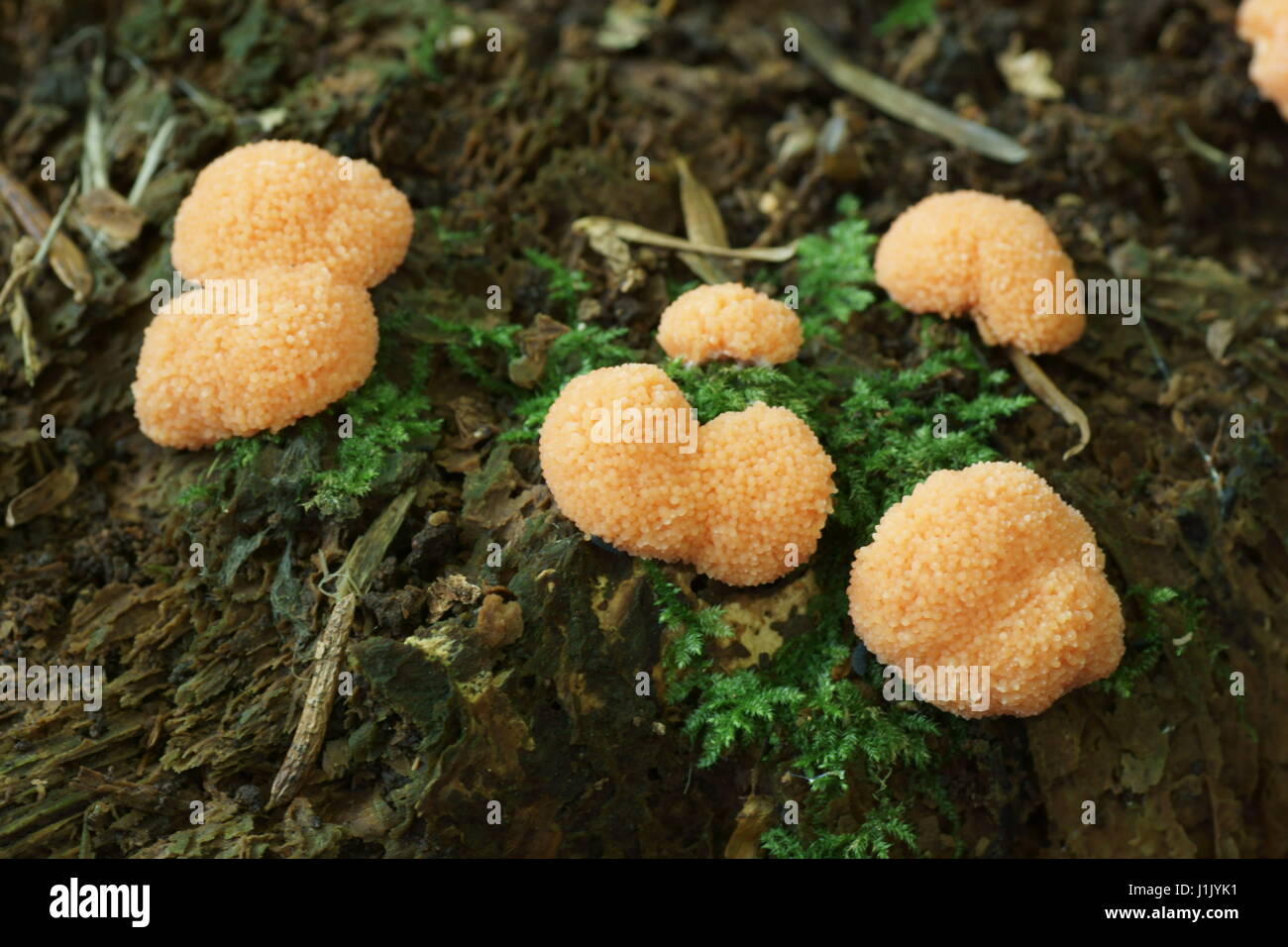 Tubulifera arachnoidea Banque D'Images