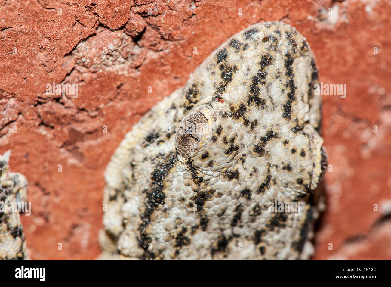 Mur mauresque gecko (Tarentola mauritanica) sur un mur de brique rouge Banque D'Images