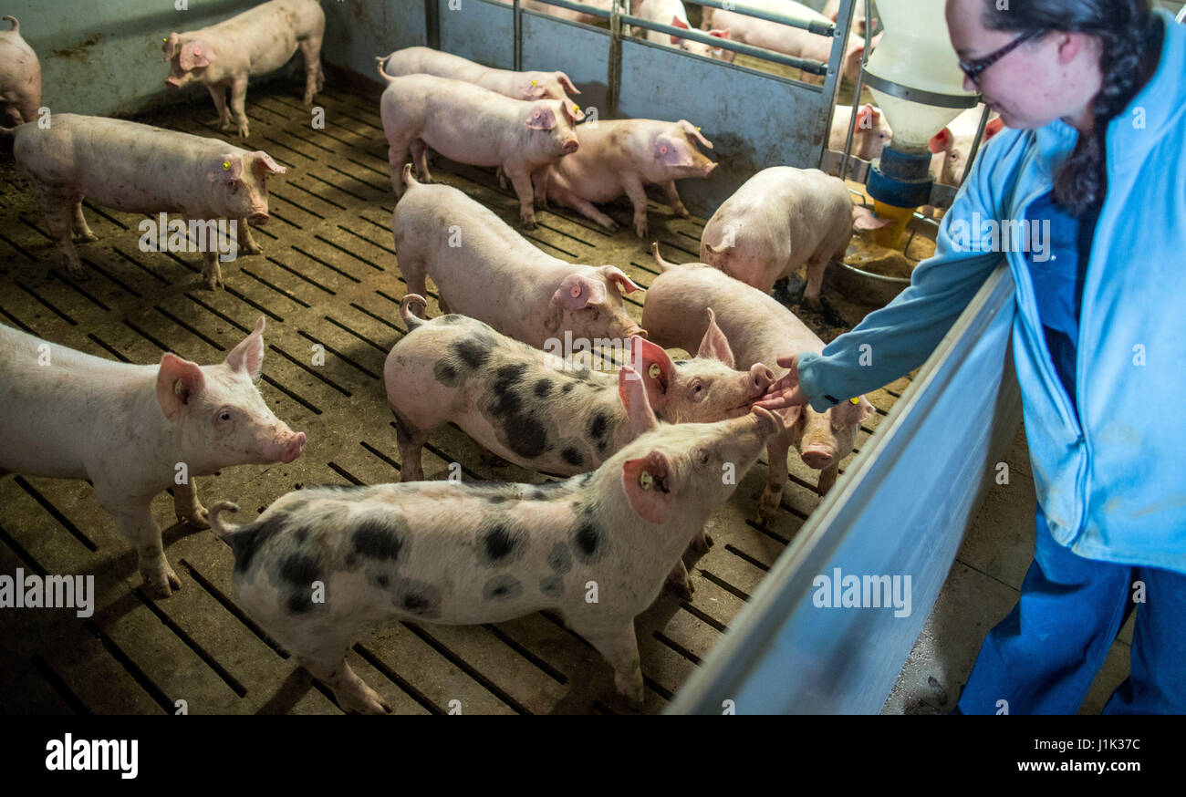 Liessow, Allemagne. Apr 21, 2017. Directeur Opérationnel Daniella Anders caressant les petits mammifères mâles dans une porcherie porcherie de farmer dans Liessow Stefan Wille, Allemagne, 21 avril 2017. Les éleveurs de porcs dans la région de Mecklembourg-Poméranie-Occidentale en appellent la politique des agriculteurs passer anesthésique dans la castration des porcelets. À partir de 2019 la castration des quelques jours de vie ne peut être exécuté qu'avec l'anesthésie. Contrairement aux pays voisins tels que les Pays-Bas et le Danemark, seuls les vétérinaires en Allemagne sont en mesure d'effectuer la chirurgie. Photo : Jens Büttner/dpa-Zentralbild/dpa/Alamy Live News Banque D'Images