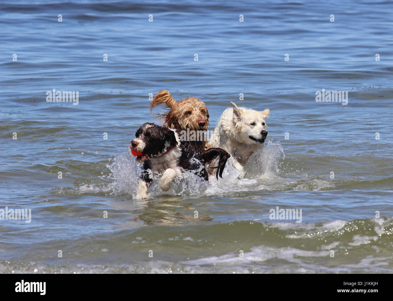 Trois chiens jouant avec une balle dans l'océan Banque D'Images