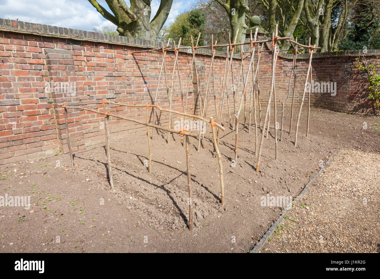Bois naturel utilisé comme des cadres de cultiver des haricots et pois doux dans un jardin clos, westbourne house, birmingham uk Banque D'Images