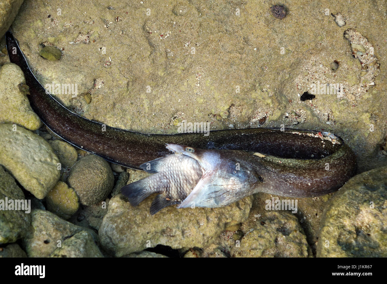 L'anguille de Moray a capturé un gros poisson, tous deux morts, Bonaire, île, Caraïbes Banque D'Images