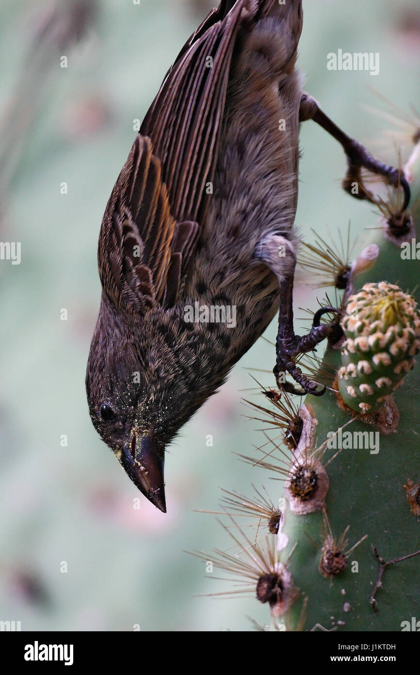 Darwin l'alimentation sur un cactus Finch, Galapagos Banque D'Images