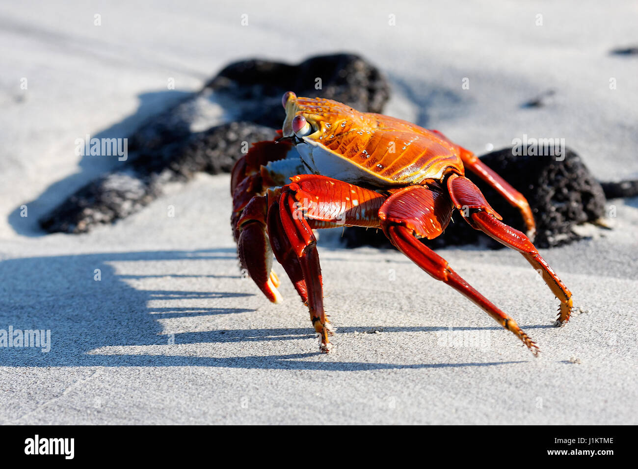 Crabe rouge sur la plage de sable à Galápagos Banque D'Images