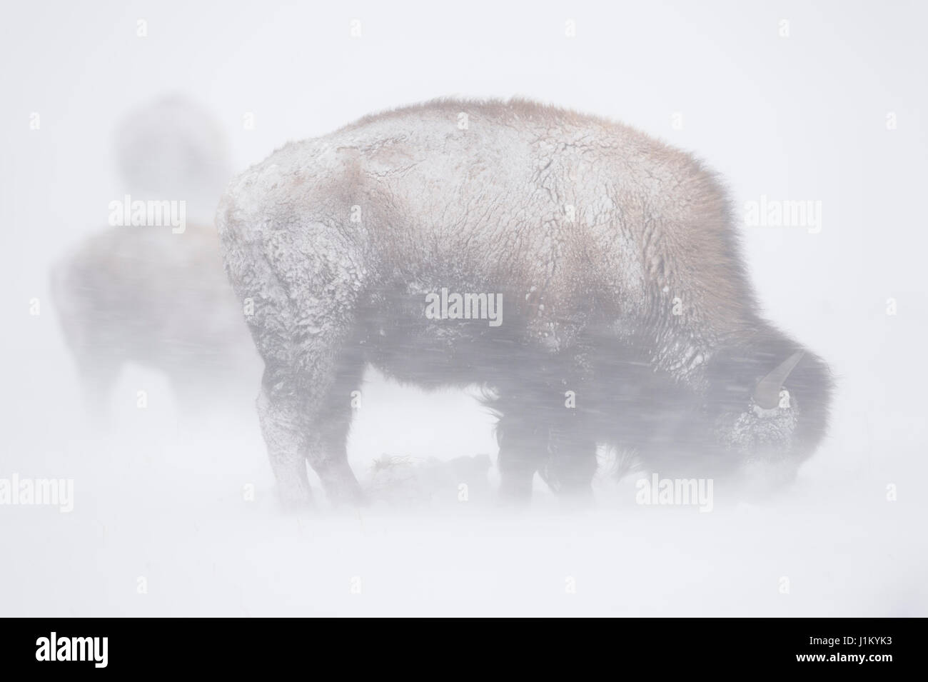 Bison d'Amérique / Amerikanischer ( Bison bison bison ) dans la poudrerie, blizzard, neige, hevy se nourrissent d'herbe, reprises dans le parc national de Yellowstone P Banque D'Images