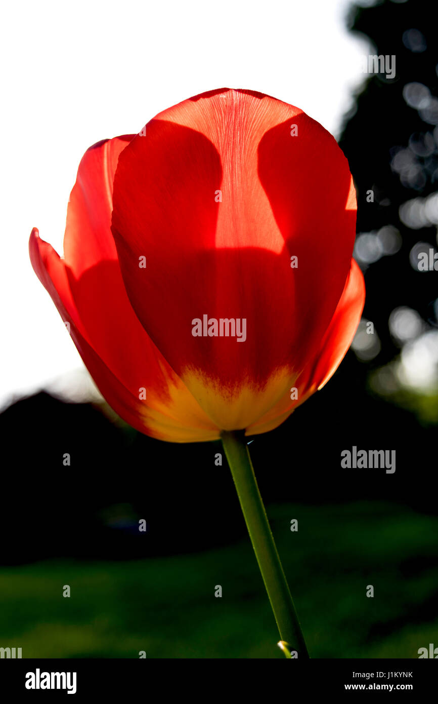 Tulipe rouge rétroéclairé brille dans le soleil du soir Banque D'Images