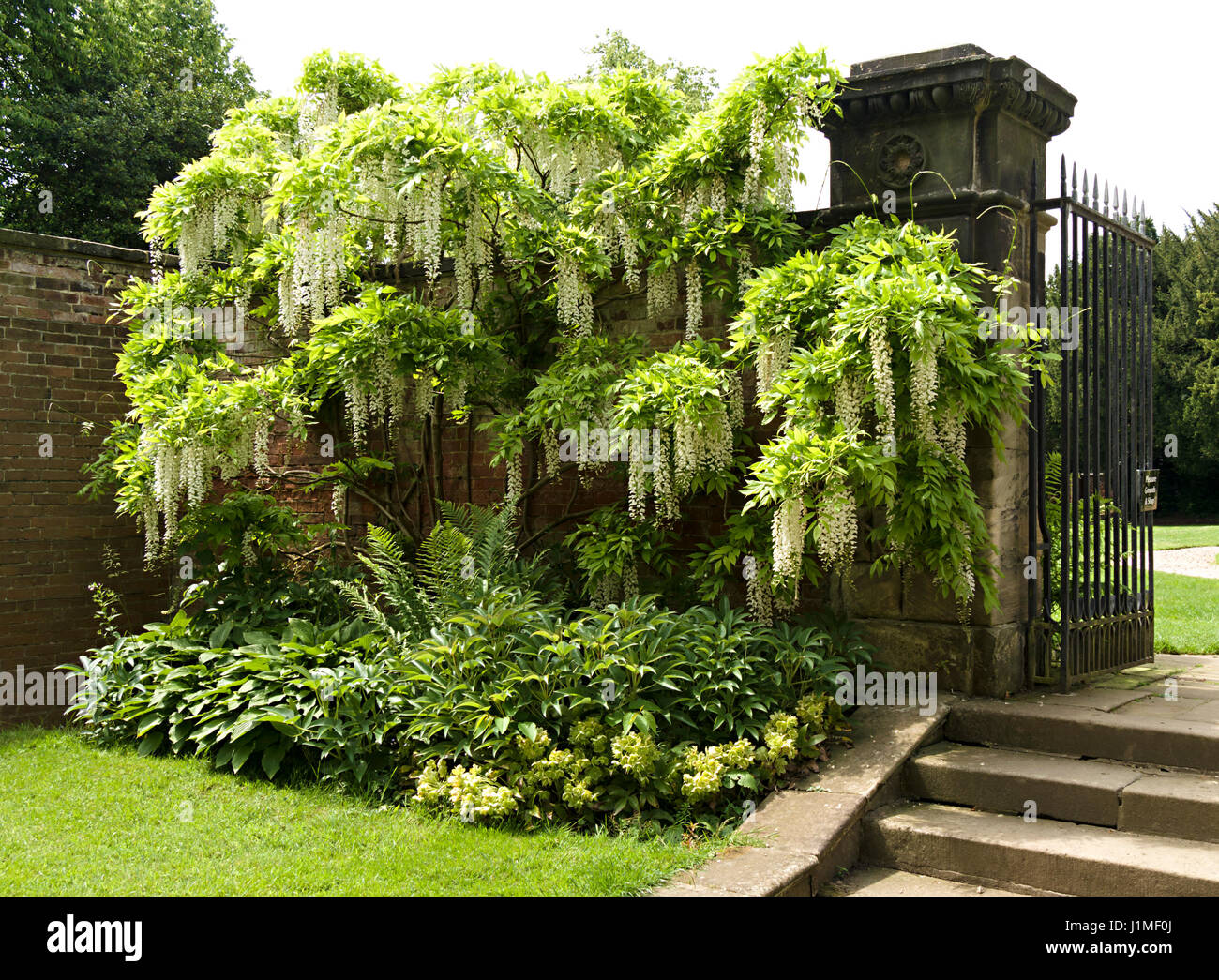 Grand Wisteria Sinensis Alba en fleurs fleurs fleurs avec suspension, Derbyshire, Angleterre, RU Banque D'Images