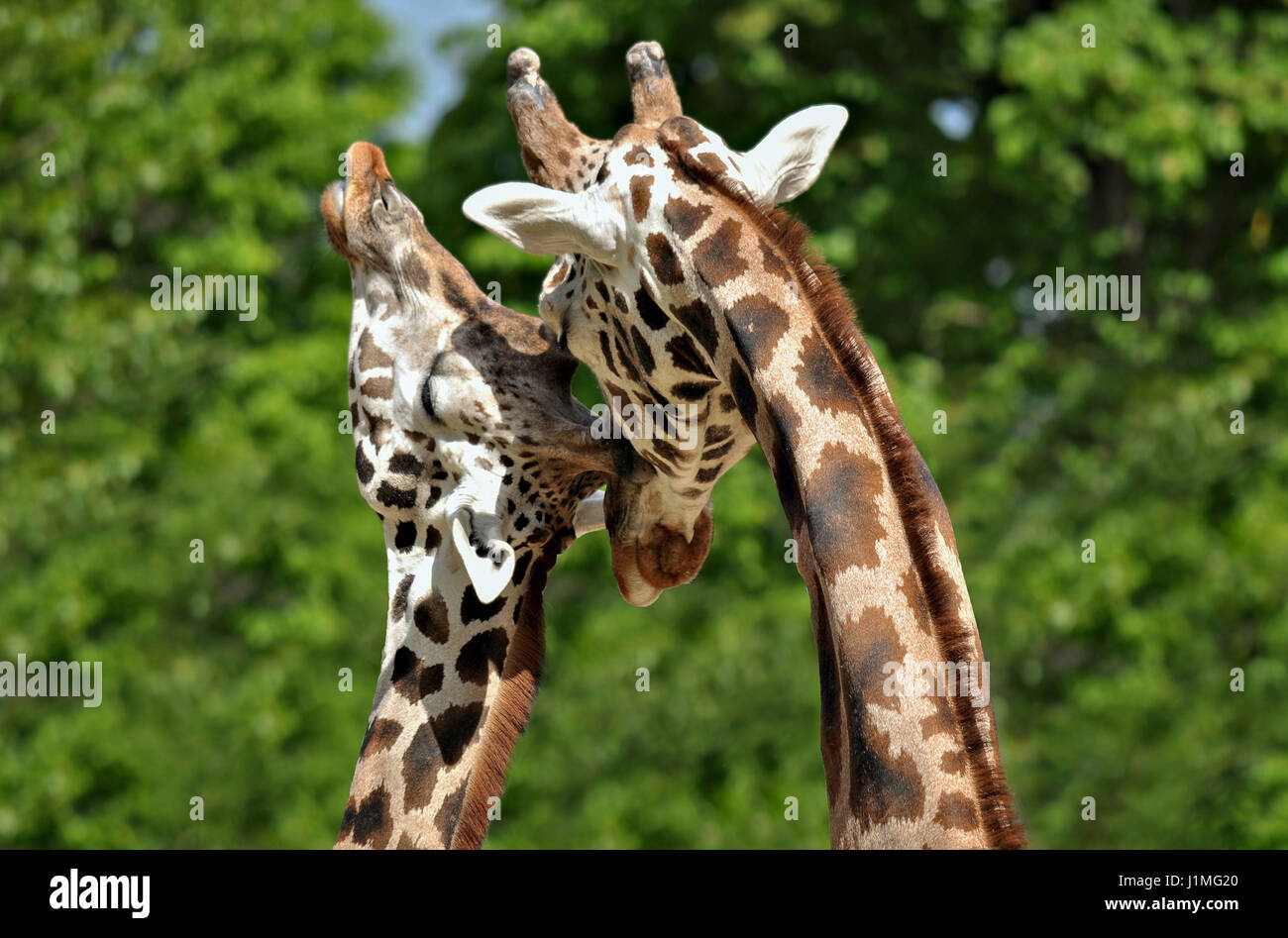 Animal photographie du gros plan. Couple de girafe montrant un goût à l'autre. Banque D'Images